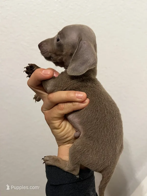 Grey boy – Miniature Dachshund puppy for sale in Moreno Valley, CA
