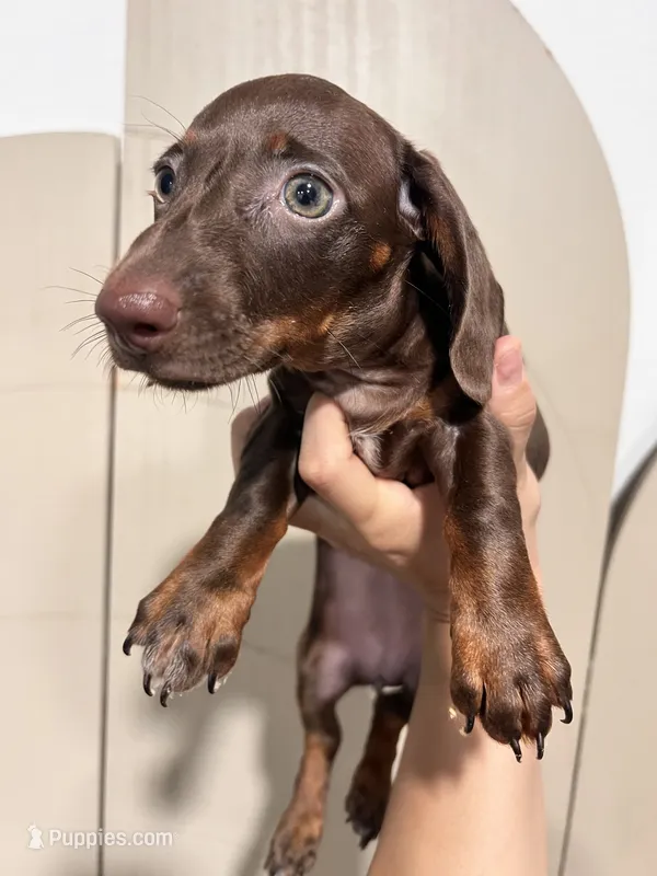 Chocolate Girl – Miniature Dachshund puppy for sale in Moreno Valley, CA