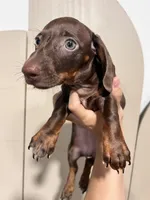 Chocolate Girl, a female Miniature Dachshund for sale in Moreno Valley, CA – 1 of 5