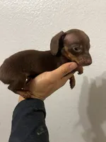 Chocolate/tan, a male Miniature Dachshund for sale in Moreno Valley, CA – 5 of 5