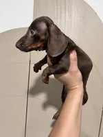 Chocolate Girl, a female Miniature Dachshund for sale in Moreno Valley, CA – 2 of 5