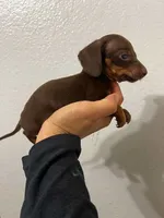 Chocolate/tan, a male Miniature Dachshund for sale in Moreno Valley, CA – 3 of 5