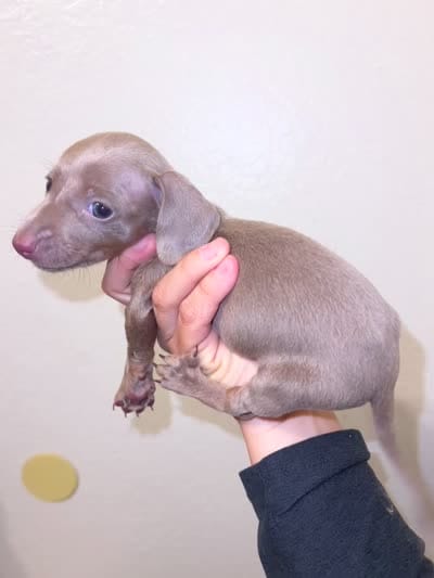 Grey girl, a female Miniature Dachshund for sale in Moreno Valley, CA – 1 of 1