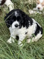 Moo, a male Cocker Spaniel for sale in Powhatan, VA – 3 of 8