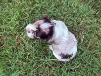 Willow, a female Cocker Spaniel for sale in Powhatan, VA – 7 of 9