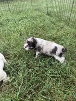 Willow, a female Cocker Spaniel for sale in Powhatan, VA – 6 of 9