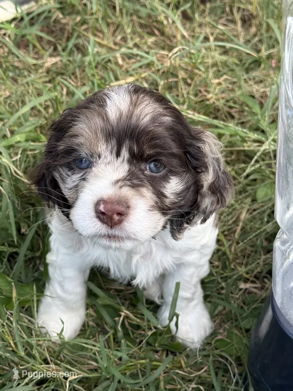 Willow – Cocker Spaniel puppy for sale in Powhatan, VA