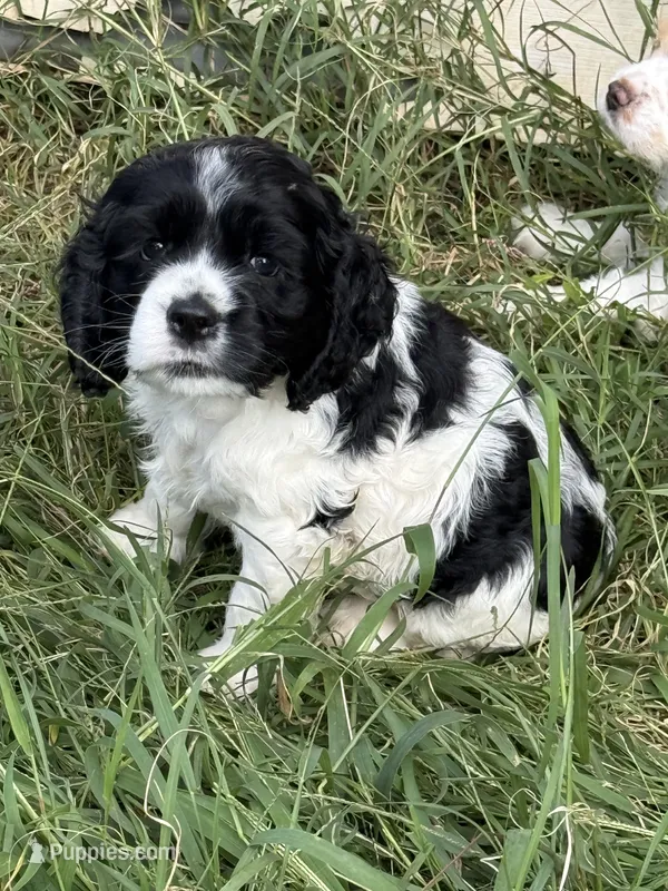 Moo – Cocker Spaniel puppy for sale in Powhatan, VA
