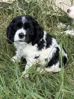Moo, a male Cocker Spaniel for sale in Powhatan, VA – 1 of 8