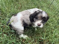 Willow, a female Cocker Spaniel for sale in Powhatan, VA – 9 of 9
