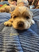 Daisy, a female Cocker Spaniel for sale in Powhatan, VA – Photo 4 of 6