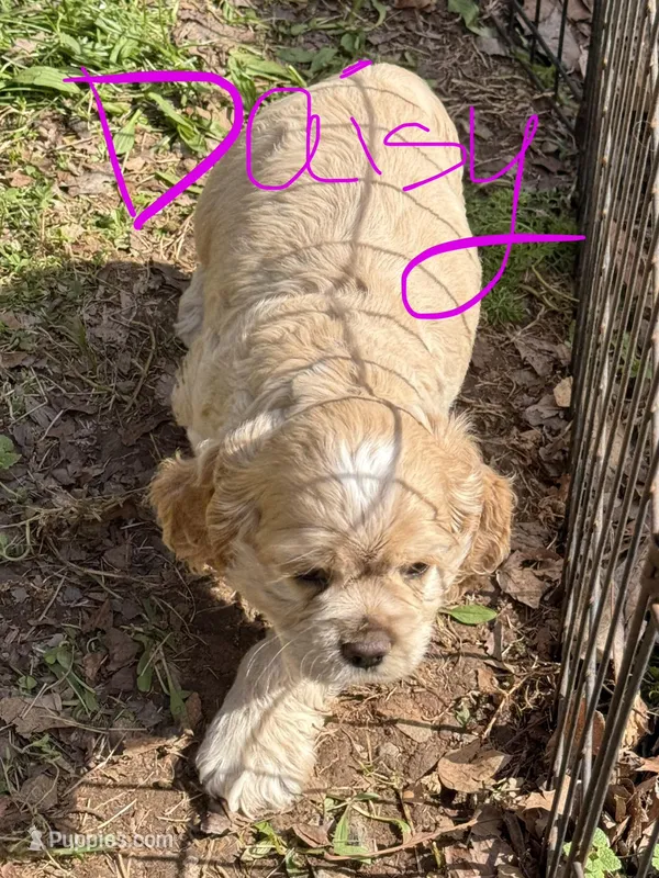 Daisy – Cocker Spaniel puppy for sale in Powhatan, VA