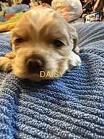 Daisy, a female Cocker Spaniel for sale in Powhatan, VA – Photo 2 of 6