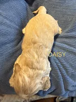 Daisy, a female Cocker Spaniel for sale in Powhatan, VA – Photo 5 of 6