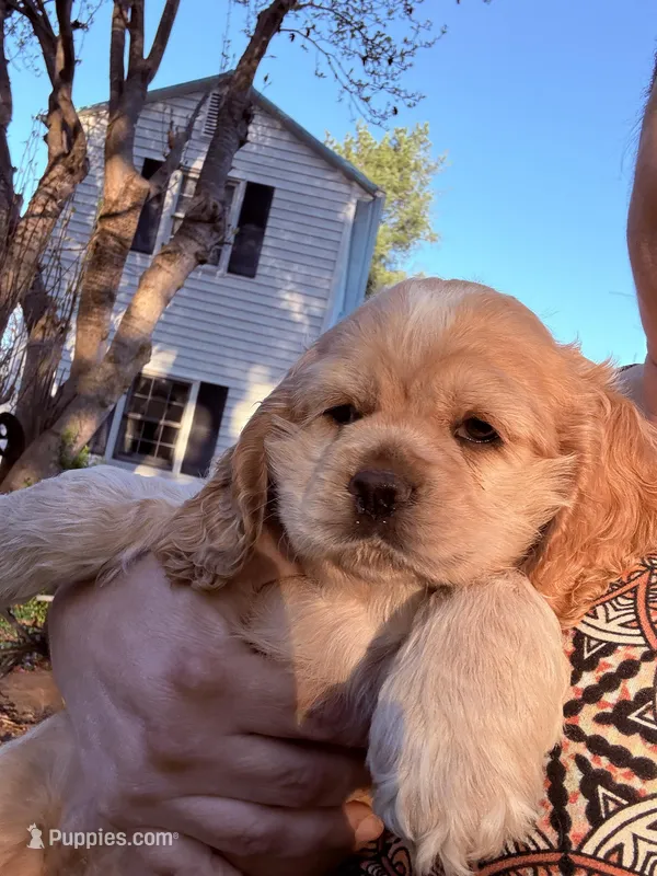 Daisy – Cocker Spaniel puppy for sale in Powhatan, VA