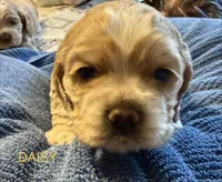 Daisy, a female Cocker Spaniel for sale in Powhatan, VA – Photo 6 of 6