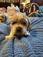 Daisy, a female Cocker Spaniel for sale in Powhatan, VA – Photo 3 of 6