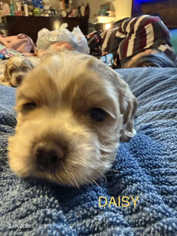 Daisy