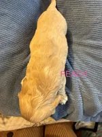 Peach, a female Cocker Spaniel for sale in Powhatan, VA – Photo 3 of 3