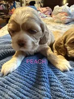 Peach, a female Cocker Spaniel for sale in Powhatan, VA – Photo 1 of 3