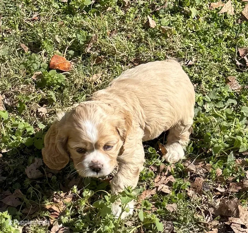 Peach – Cocker Spaniel puppy for sale in Powhatan, VA