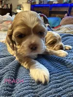 Peach, a female Cocker Spaniel for sale in Powhatan, VA – Photo 2 of 3