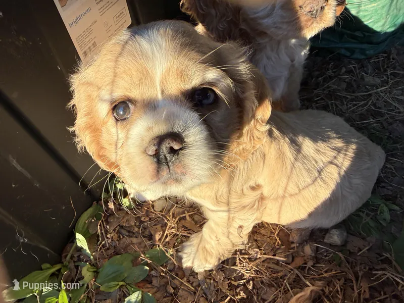 Peach – Cocker Spaniel puppy on hold in Powhatan, VA