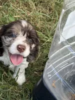Willow, a female Cocker Spaniel for sale in Powhatan, VA – 2 of 9