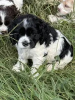 Moo, a male Cocker Spaniel for sale in Powhatan, VA – 5 of 8