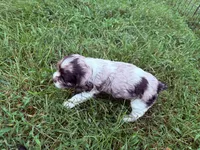 Willow, a female Cocker Spaniel for sale in Powhatan, VA – 4 of 9