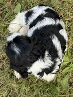 Moo, a male Cocker Spaniel for sale in Powhatan, VA – 7 of 8