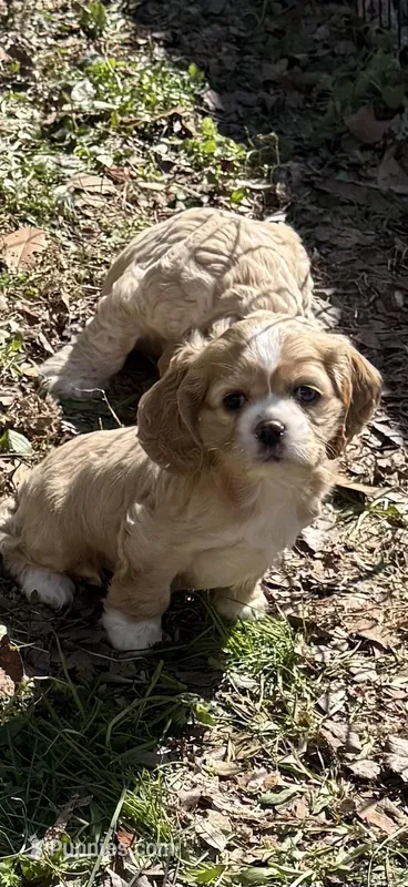 Princess Peach – Cocker Spaniel puppy for sale in Powhatan, VA