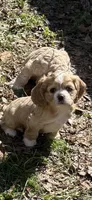 Princess Peach, a female Cocker Spaniel for sale in Powhatan, VA – Photo 1 of 7