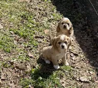 Princess Peach, a female Cocker Spaniel for sale in Powhatan, VA – Photo 4 of 7