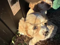 Princess Peach, a female Cocker Spaniel for sale in Powhatan, VA – Photo 6 of 7