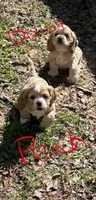 Princess Peach, a female Cocker Spaniel for sale in Powhatan, VA – Photo 3 of 7