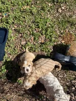 Princess Peach, a female Cocker Spaniel for sale in Powhatan, VA – Photo 7 of 7