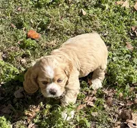Princess Peach, a female Cocker Spaniel for sale in Powhatan, VA – Photo 2 of 7