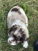 Willow, a female Cocker Spaniel for sale in Powhatan, VA – 5 of 9