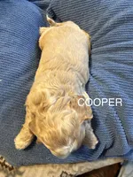 Cooper, a male Cocker Spaniel for sale in Powhatan, VA – Photo 4 of 4