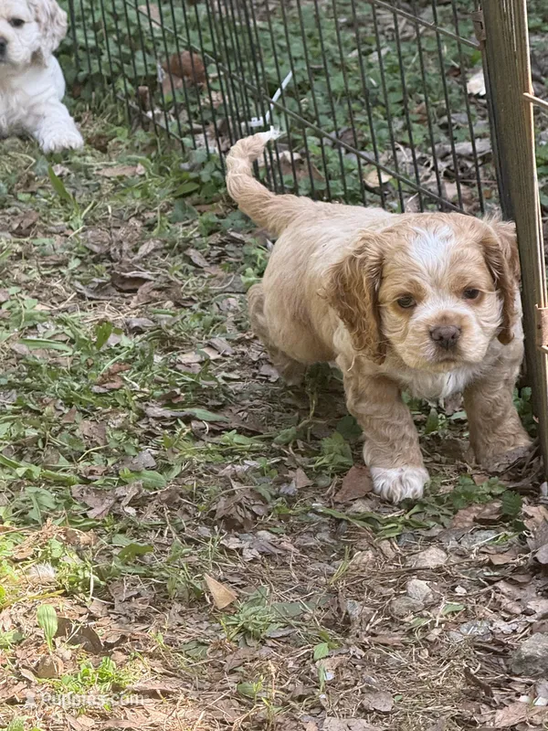 Cooper – Cocker Spaniel puppy for sale in Powhatan, VA