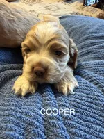Cooper, a male Cocker Spaniel for sale in Powhatan, VA – Photo 2 of 4