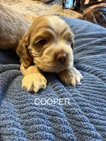 Cooper, a male Cocker Spaniel for sale in Powhatan, VA – Photo 3 of 4