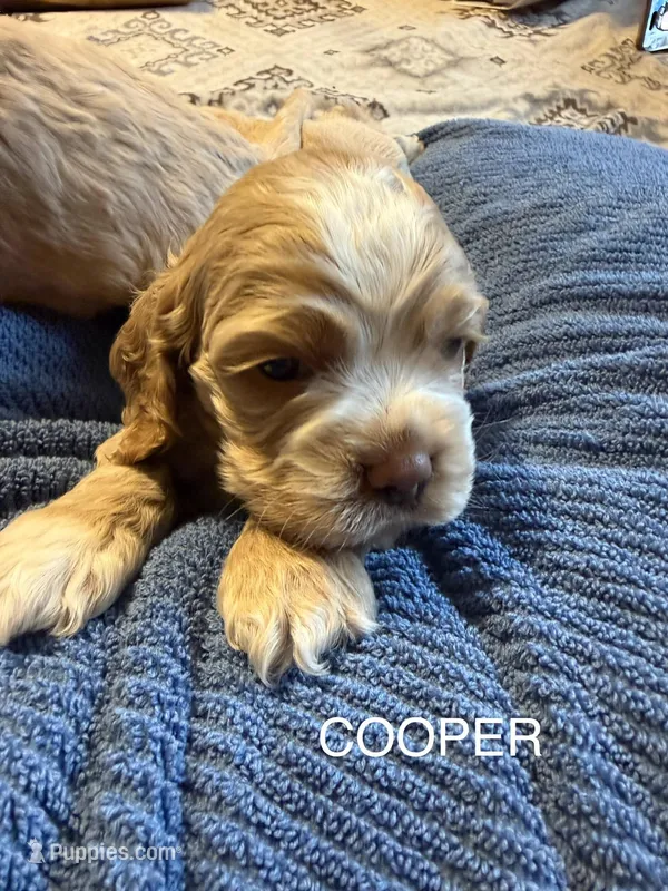 Cooper