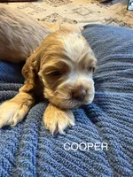Cooper, a male Cocker Spaniel for sale in Powhatan, VA – Photo 1 of 4
