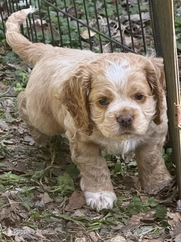 Cooper – Cocker Spaniel puppy for sale in Powhatan, VA