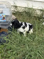Moo, a male Cocker Spaniel for sale in Powhatan, VA – 4 of 8