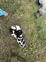 Moo, a male Cocker Spaniel for sale in Powhatan, VA – 8 of 8