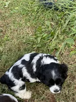 Moo, a male Cocker Spaniel for sale in Powhatan, VA – 6 of 8