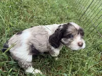 Willow, a female Cocker Spaniel for sale in Powhatan, VA – 8 of 9